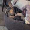 cody_733